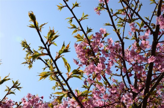 雲ひとつ無い青空で桜の桃色と葉の緑色が映えます。