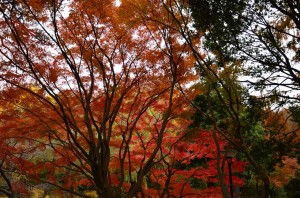 [横浜] 三ツ池公園の紅葉（2012年）